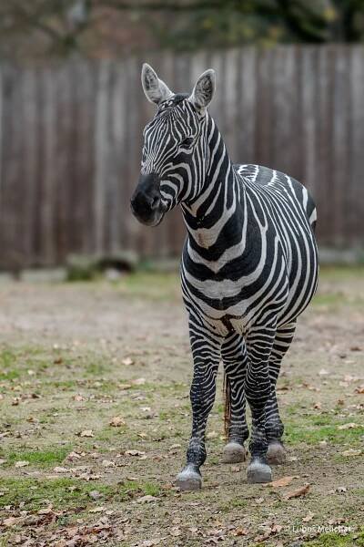 Chov v roce 2024: Zoo Liberec