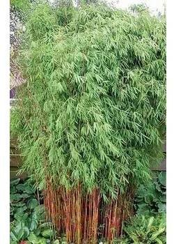 Bambus 'Jiu' - Fargesia 'Jiuzhaigou' Kontejner o objemu 10 litrů velikost 80-100 cm