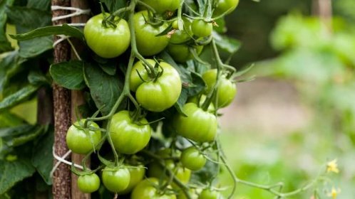 5 tipů, jak dozrát zelená rajčata – digistart