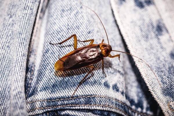 Zbavte se švábů: Bobkový list, citron či ocet jako účinní bojovníci – Inspirace
