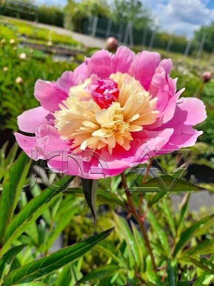 Paeonia lactiflora 'Sorbet'