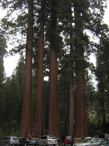 Les obrov v Sequoia & Kings Canyon National Parks | Smelý Zajko