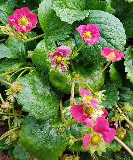 Fragaria × ananassa