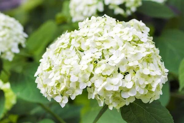 Is It A Snowball Hydrangea Or A Snowball Bush?