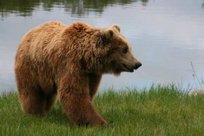 Medvěd hnědý Lesní zvěř Slovensko