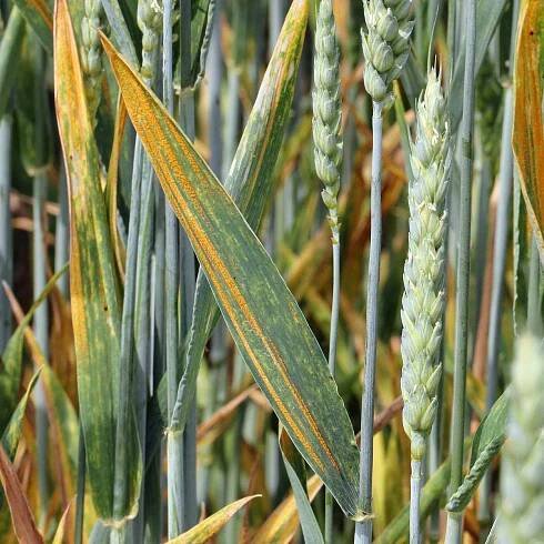Výskyt chorob obilnin v odrůdových pokusech ve vegetačním roce 2023/24 - Články - Agromanuál.cz