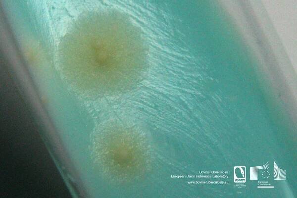 Mycobacterium bovis colonies in Löwenstein Jensen culture medium