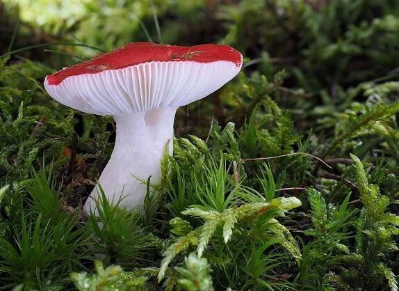 Holubinka vrhavka - popis, kdy a kde hledat | NaHouby.cz