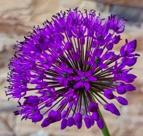 Okrasný česnek (Allium)