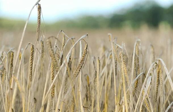 Barley field