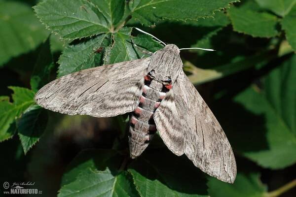 Lišaj svlačcový | Naturfoto.cz