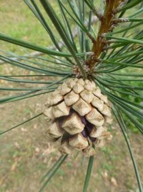 Borovice Neilreichova - Pinus x neilreichiana