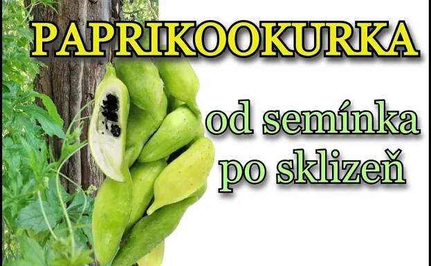 AČOKČA - PAPRIKOOKURKA