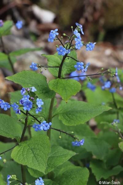 Brunnera macrophylla | Květena Šumavy