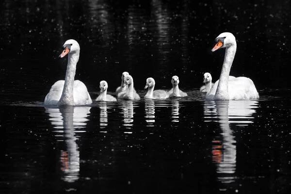 File:Mute swans (Cygnus olor) and cygnets.jpg - Wikimedia Commons