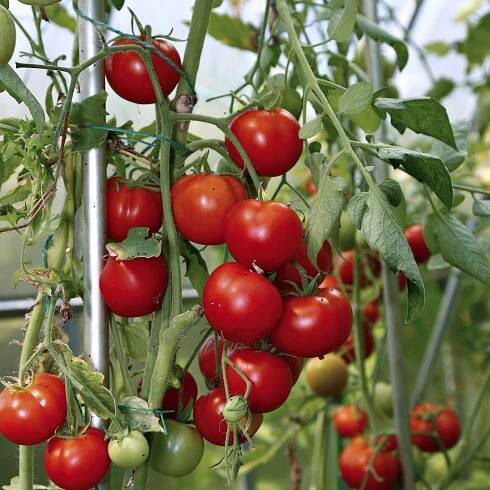 Rajče Cerise - Solanum lycopersicum - semena rajčete - 10 ks