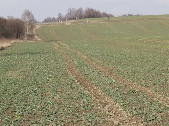 Osevní plocha řepky se poprvé od roku 2015 snížila