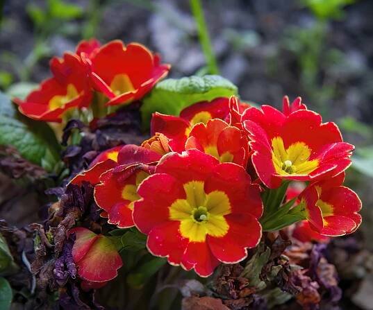 Red primroses