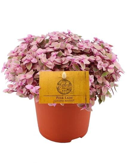 Planten | Eden Collection