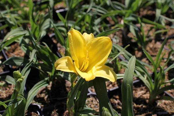Denivka 'Aten' - Hemerocallis 'Aten' Květník o průměru 14 cm