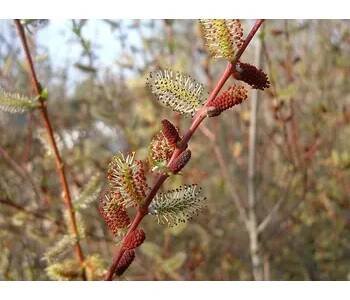 Vrba nachová (Salix purpurea)