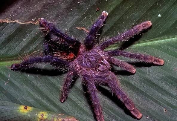  Pink-toe Tarantula species ( Avicularia hirschii ). Image: ©William W. Lamar 2022. 