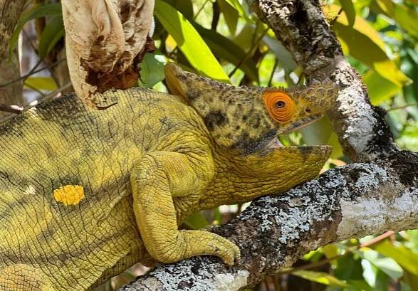Flóra a fauna Madagaskaru - veľký prehľad