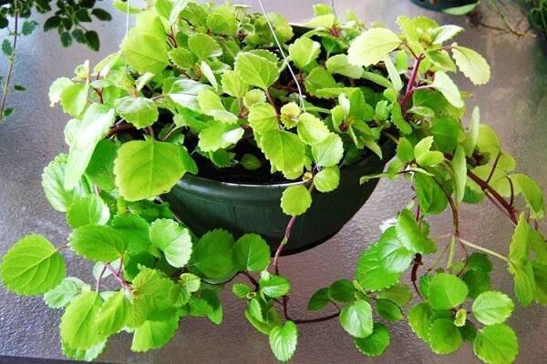 Plectranthus - foto