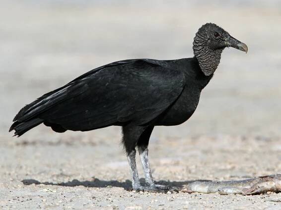 Black Vulture