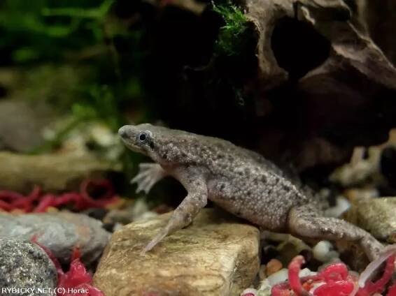 Drápatečka krátkonohá - Hymenochirus curtipes