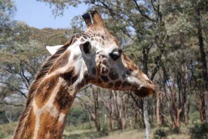 Žirafy z africké přírody zmizí do 30 let, varují vědci. Decimují je pytláci i změna životního prostředí