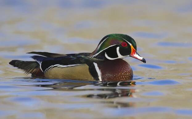 Book an Outing | Lisa Hug | North Bay Naturalist and Birding Guide 