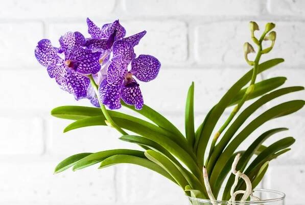 Vanda: nádherná modrá orchidej s neuvěřitelnými květy. Co byste o ní měli vědět, než ji začnete pěstovat