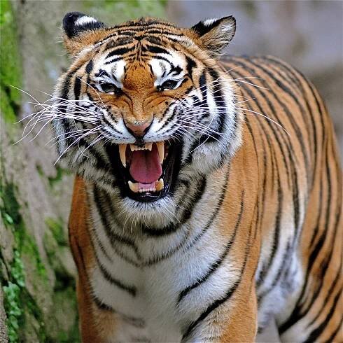 Life of Pi (film)