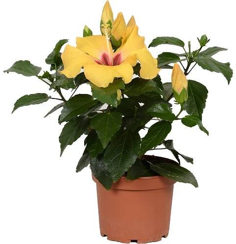 GROW by OBI Ibišek čínská růže Long Life žlutý průměr květináče cca 12 cm
