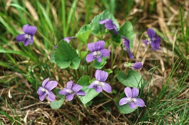 Viola septentrionalis – Botanikim