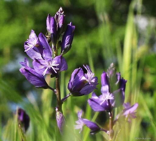 Vítod obecný (Polygala vulgaris), květy, květenství