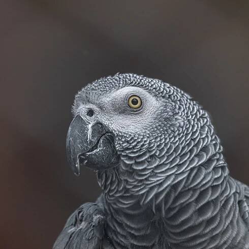 Bezplatný obrázek: Papoušek šedý Kongo (Psittacus erithacus) detail hlavy a zobáku