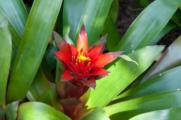 Guzmania rákos