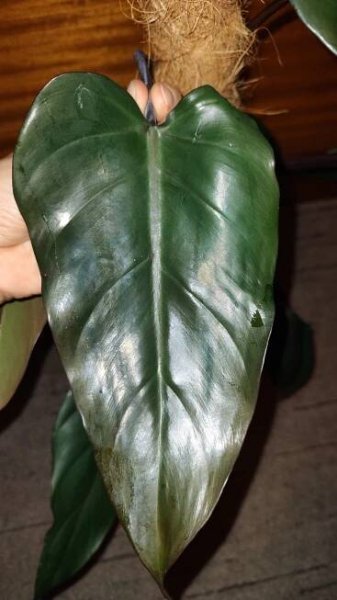 Filodendron Majesty