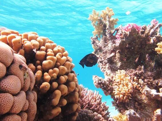 About Sataya Reef - Al Thuraya Red Sea