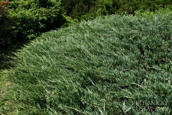Juniperus horizontalis 'Glauca' - jalovec plazivý | Lukáš Hrdinka | Autoři | iBotky.cz