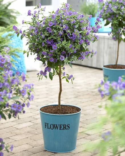 Solanum