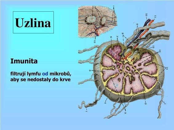 PPT - Funkce krevního oběhu a srdce PowerPoint Presentation, free download - ID:4776188