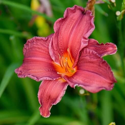 Hemerocallis 'Cape Cod'