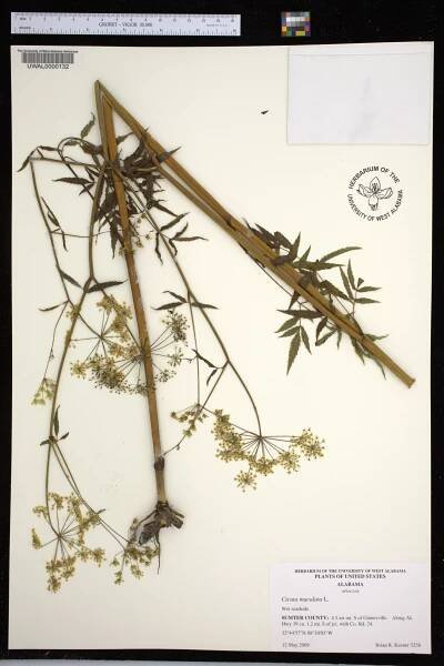 Cicuta maculata - Species Page - APA: Alabama Plant Atlas 