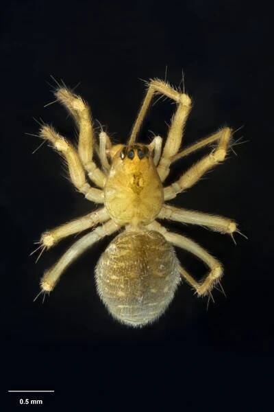 Novalaetesia