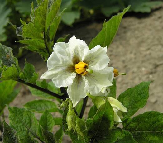 Solanum tuberosum L. - Portale della Flora d'Italia / Portal to the Flora of Italy