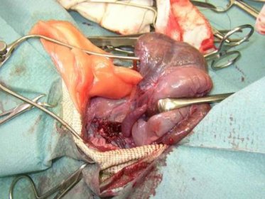 Leguán zelený operace vaječníků