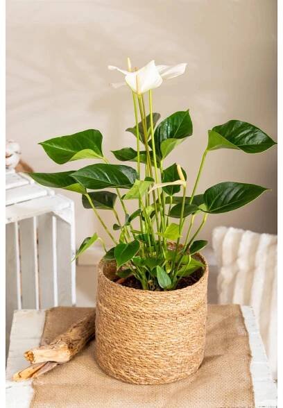 Toulcovka (Spathiphyllum) "Bingo Cupido", cca 75 cm, pr. kv. cca 19 cm
